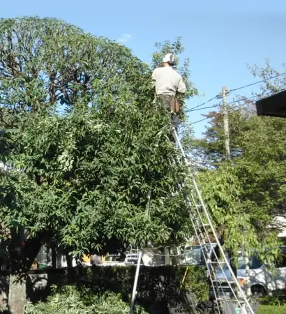 株式会社堀切庭苑の画像2枚目