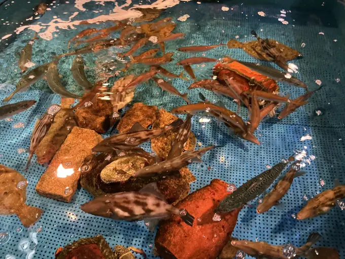 株式会社　とり八の画像2枚目