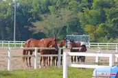 stable comfyの画像