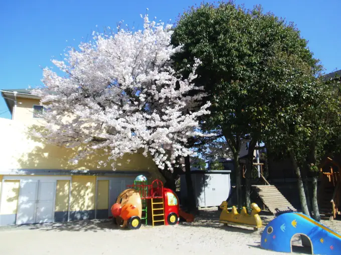 社会福祉法人星和会　星の子保育園の画像2枚目